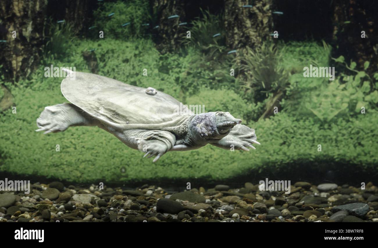 Freshwater turtle chinese trionix swims under water close up Stock Photo
