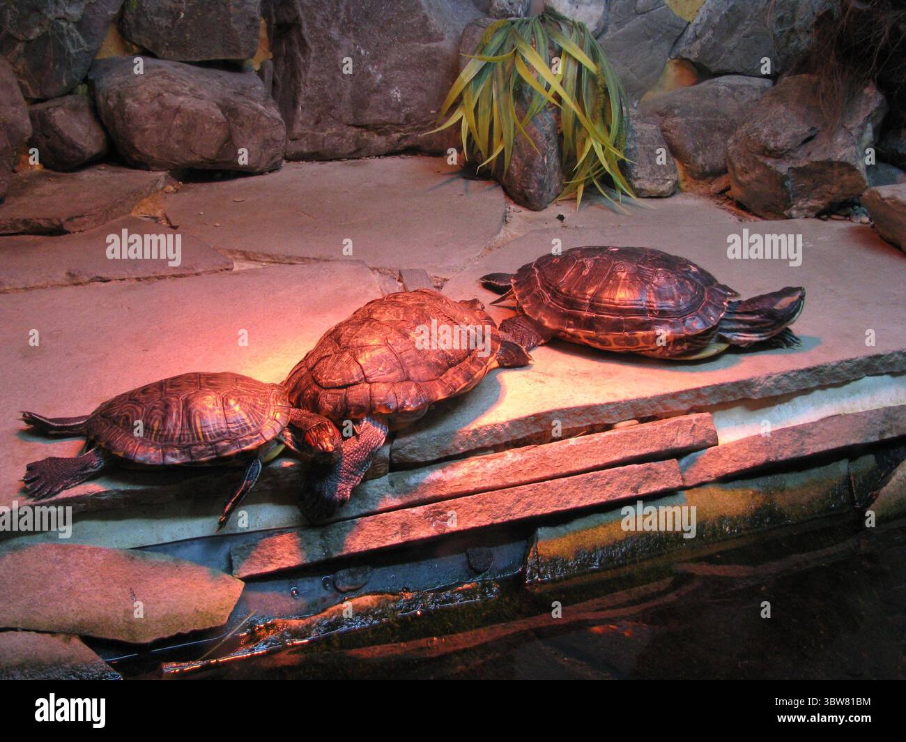 Group freshwater turtles basking hi-res stock photography and images ...