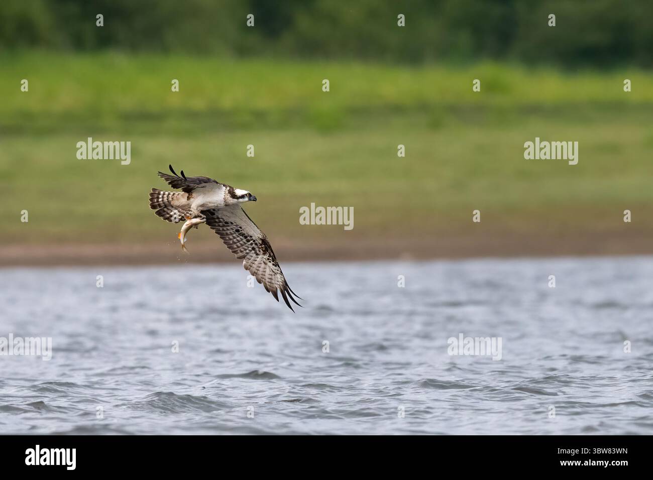 Osprey (Pandion haliaetus) catching a fish on a loch, Angus, Scotland Stock Photo