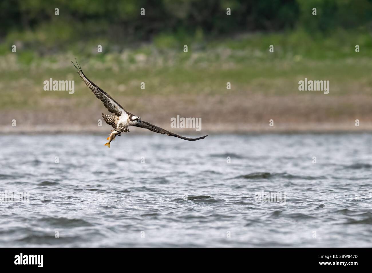 Osprey (Pandion haliaetus) catching a fish on a loch, Angus, Scotland Stock Photo