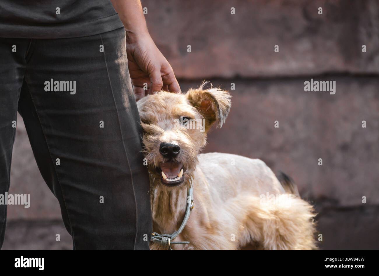 Dog â€‹â€‹mongrel in a collar with an open mouth stands next to the man's leg Stock Photo
