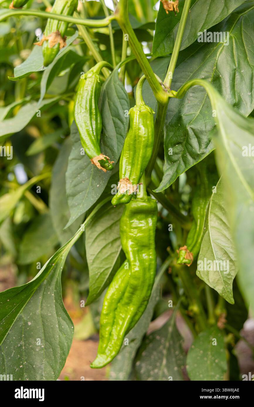 A bunch of green peppers are hanging from a plant. The peppers are ...