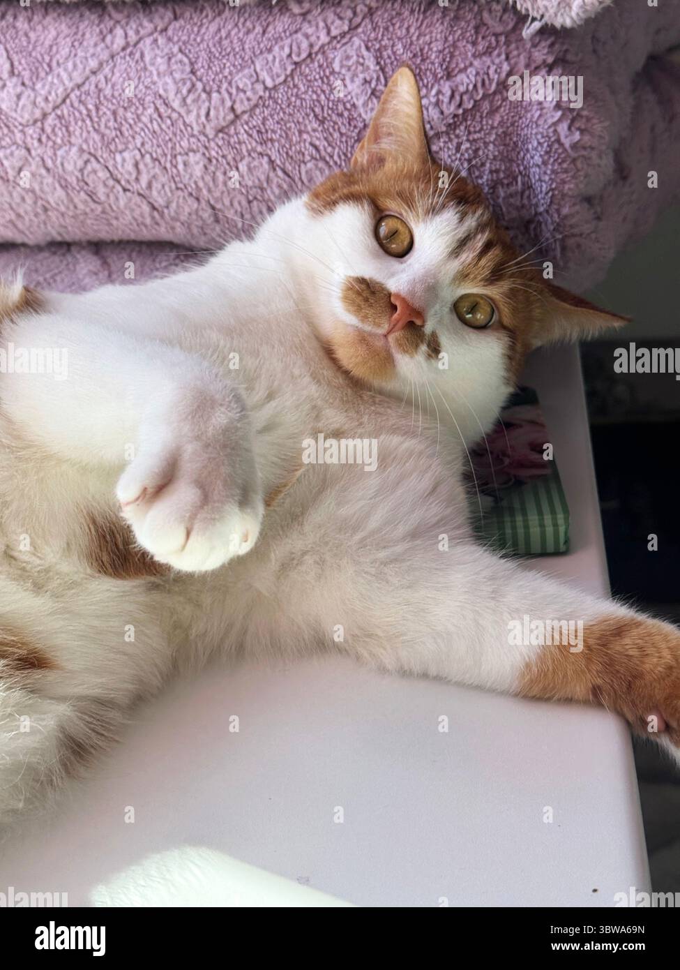 Cat resting on its side. Ginger and white cat. Stock Photo