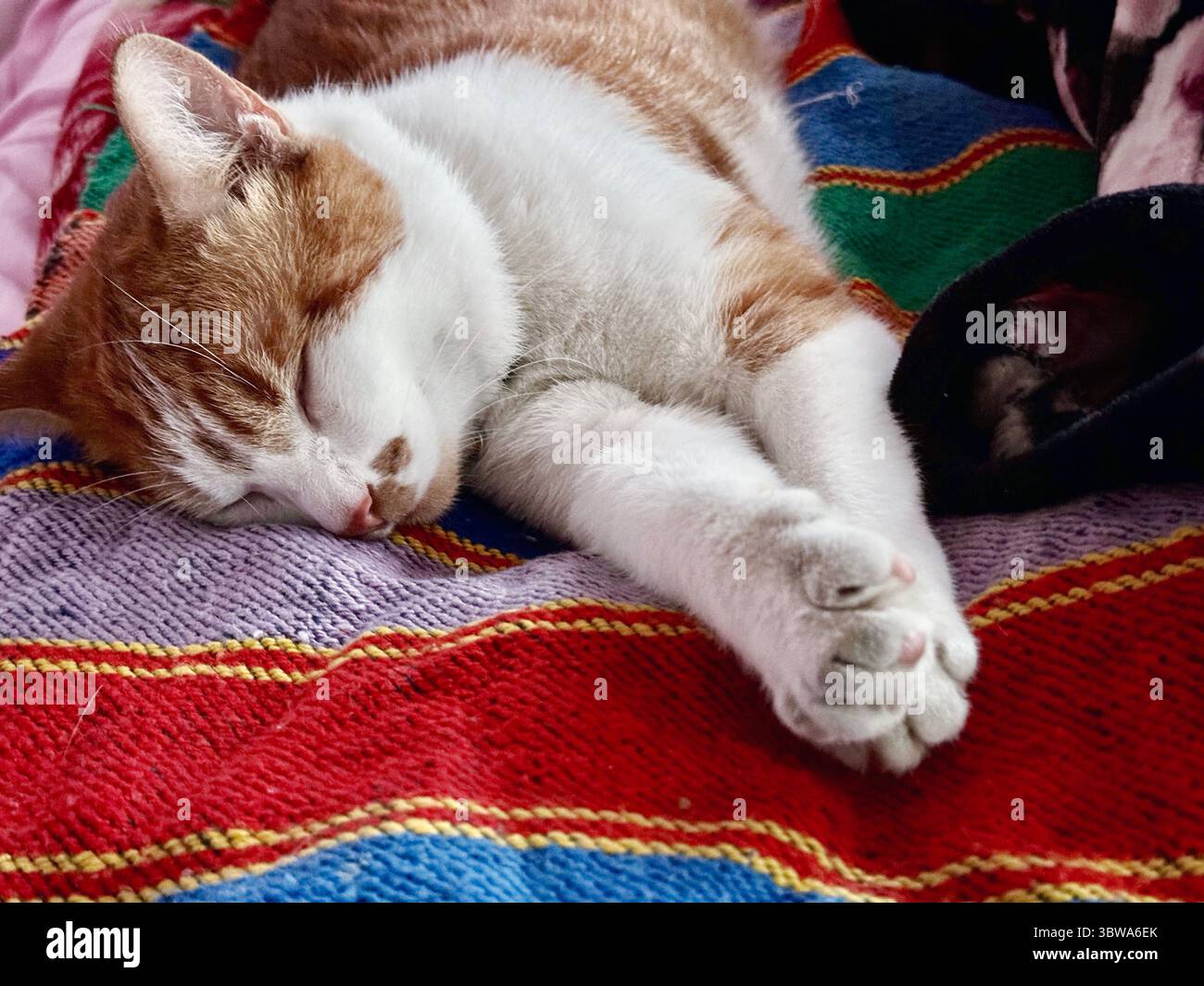 Cat sleeping on its side. Ginger and white cat. Stock Photo