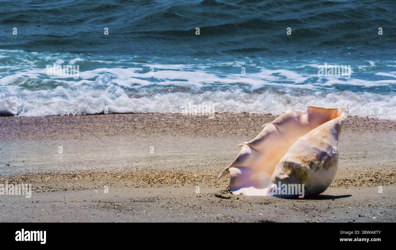 Large huge oceanic shell on the yellow sand against a white foam of the ...