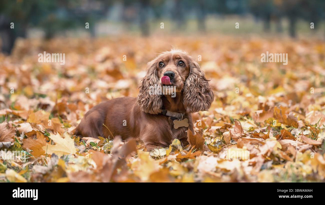 Red-haired purebred dog of the American Cocker spaniel breed lying ...