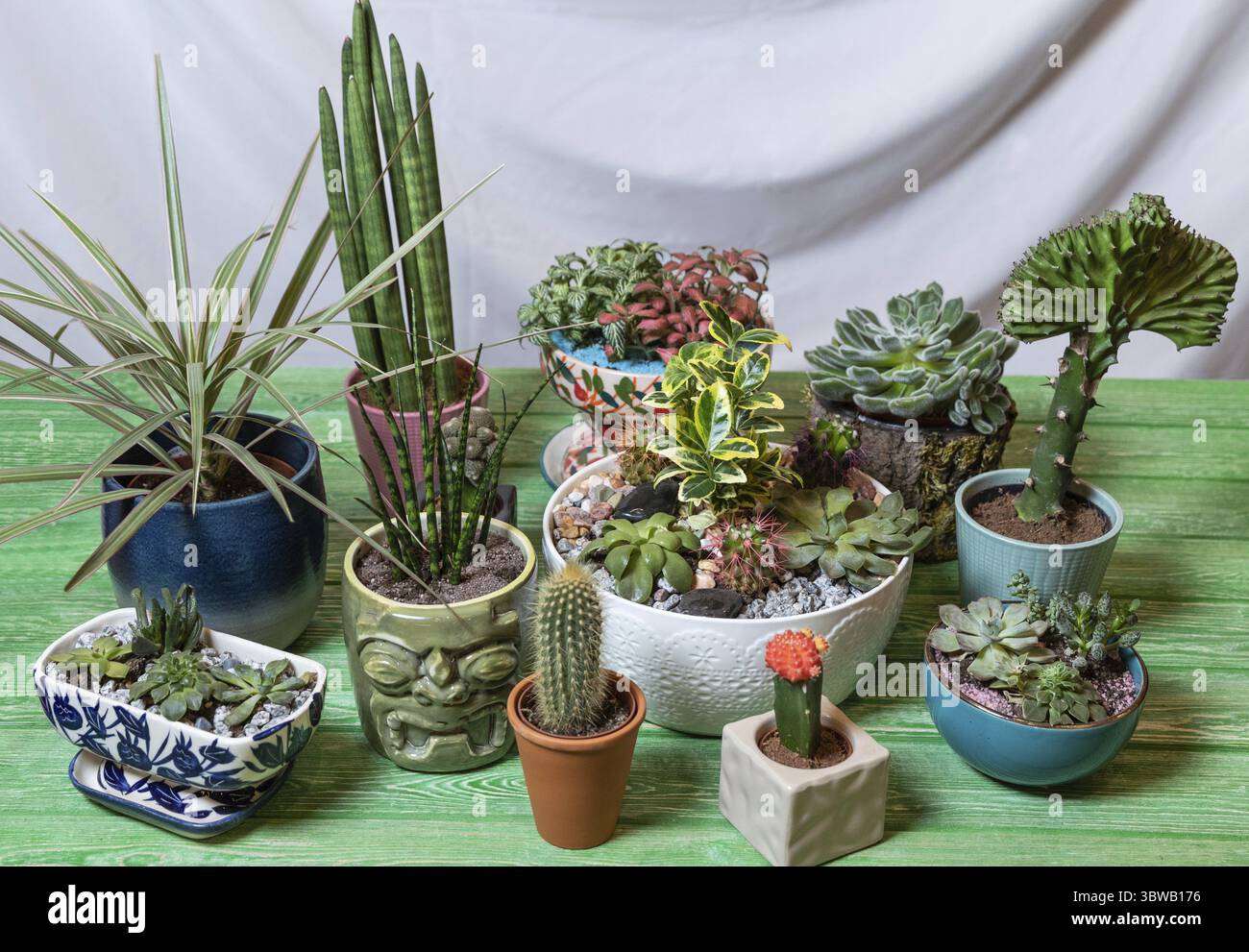 Sansevieria cylindrica Straight - Cylindrical Snake Plant, Sansevieria  Fernwood Mikado, Moon Cactus, Dracaena draco, terrarium. succulents on the  gree Stock Photo - Alamy