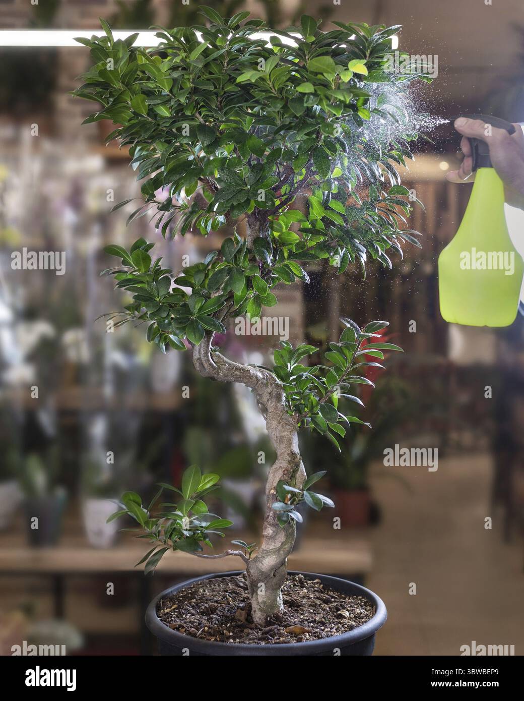 Sageretia theezans tree hi-res stock photography and images - Alamy
