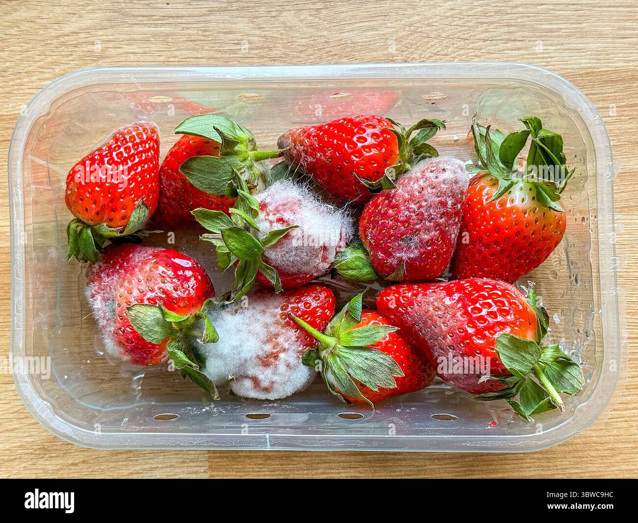 Close up view of a punnet of strawberries with mould growing on the surface. Use by date concept. - Smartphone Captured Stock Image