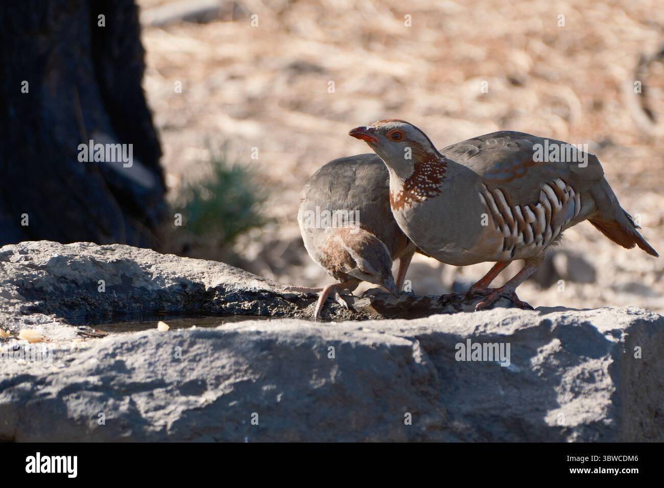 Sunset Garden Nusa Lembongan Hotel ○ From $181/night, image size:1300x956