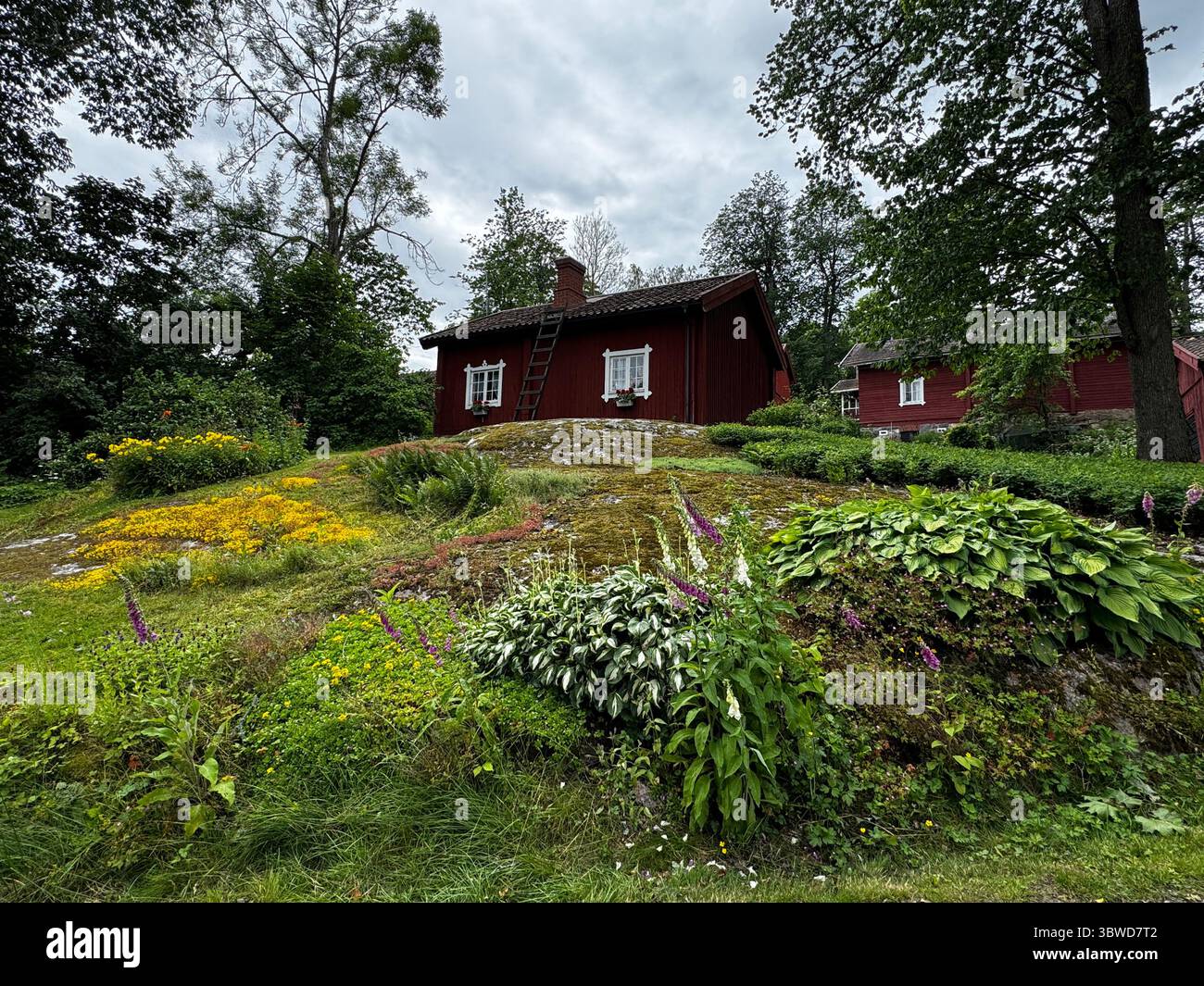 Colorful Flower Garden on a Rock Hill: Colorful hilltop garden and red cottage in historic Fagervik village, Finland. Cultural and floral heritage com - Smartphone Captured Stock Image