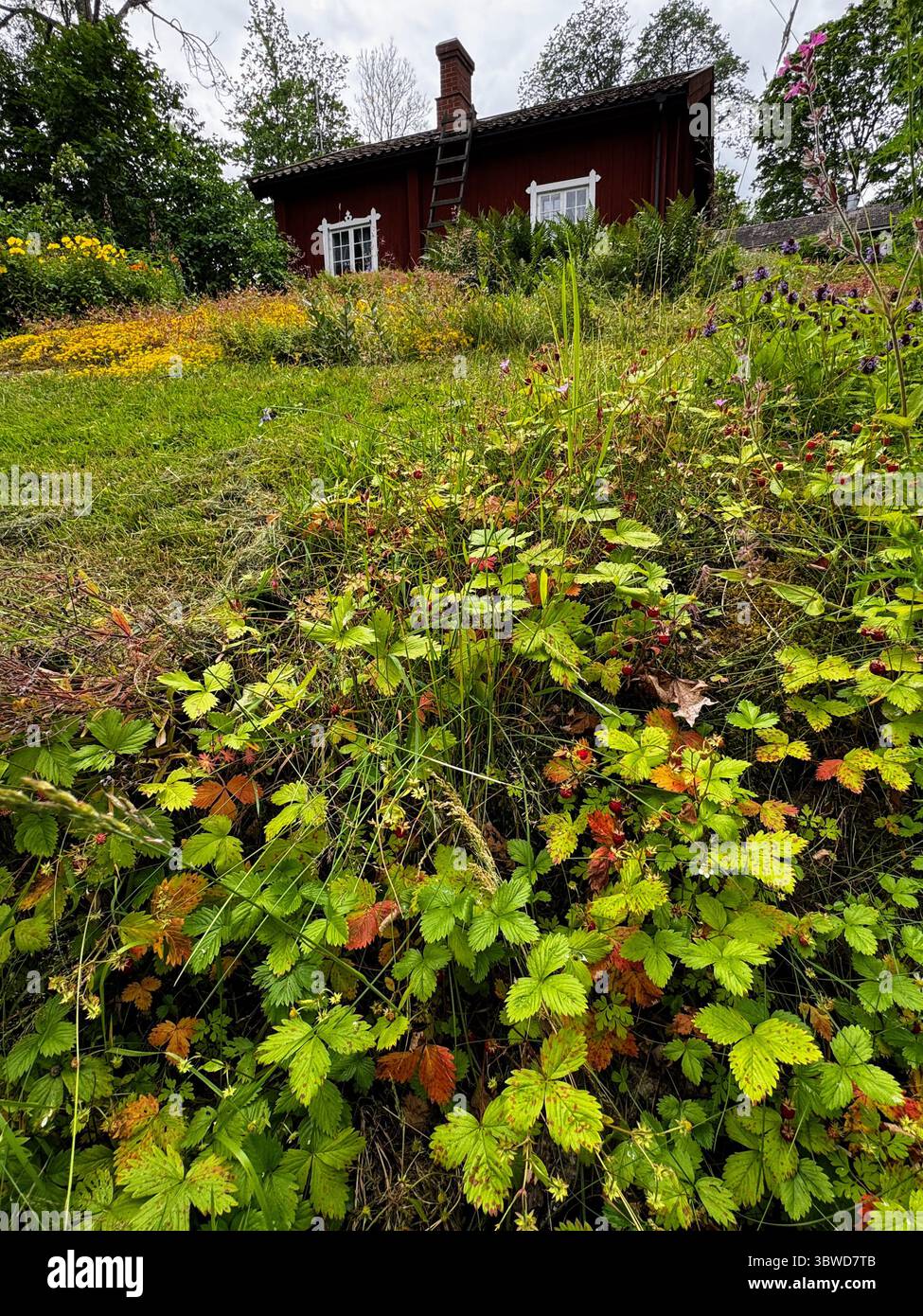 Close-Up of Wild Berries in Lush Meadow: Close view of ripe wild strawberries and flowers near heritage cottage, Fagervik, Finland. Rustic charm and t - Smartphone Captured Stock Image