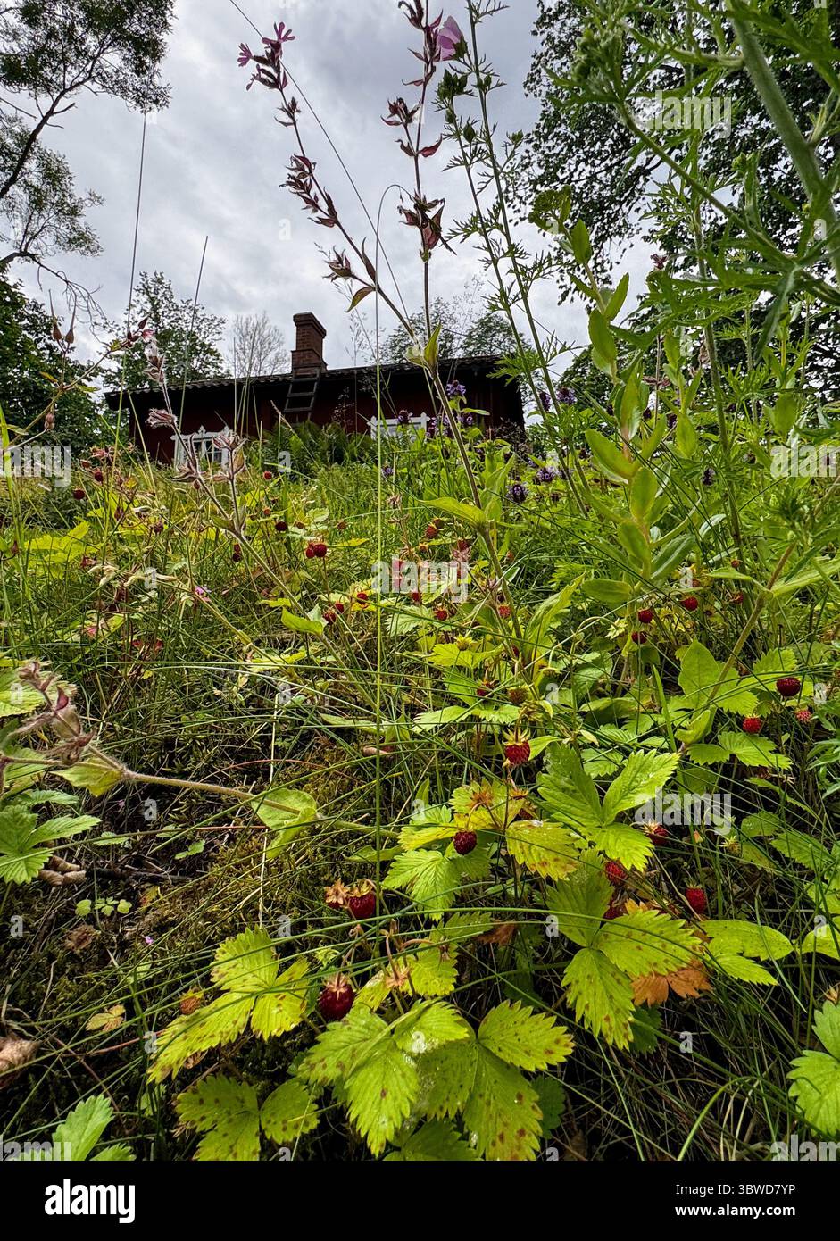 Close-Up of Wild Berries in Lush Meadow: Close view of ripe wild strawberries and flowers near heritage cottage, Fagervik, Finland. Rustic charm and t - Smartphone Captured Stock Image