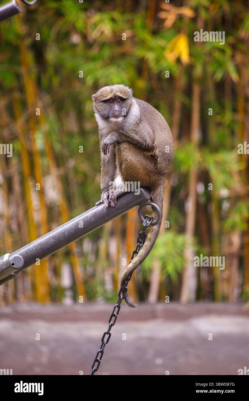 An Allen's swamp monkey (Allenopithecus nigroviridis) in San Diego Zoo ...