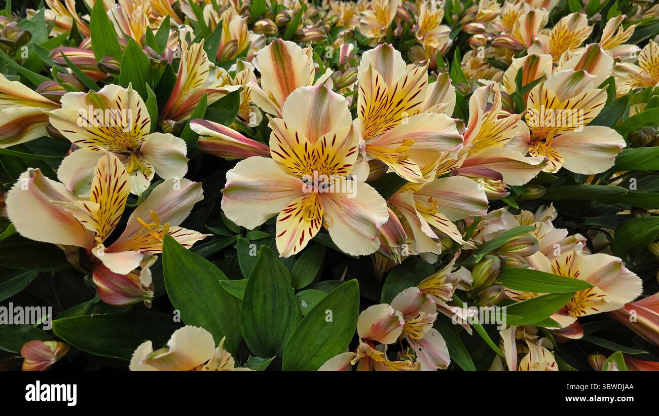 flowers - Smartphone Captured Stock Image