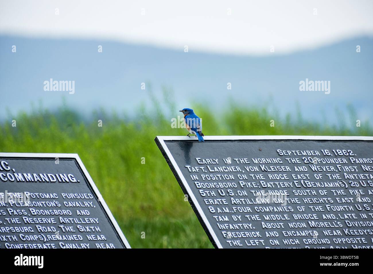 Eastern bluebird, Antietam National Battlerfierld, Sharpsburg. MD. Stock Photo