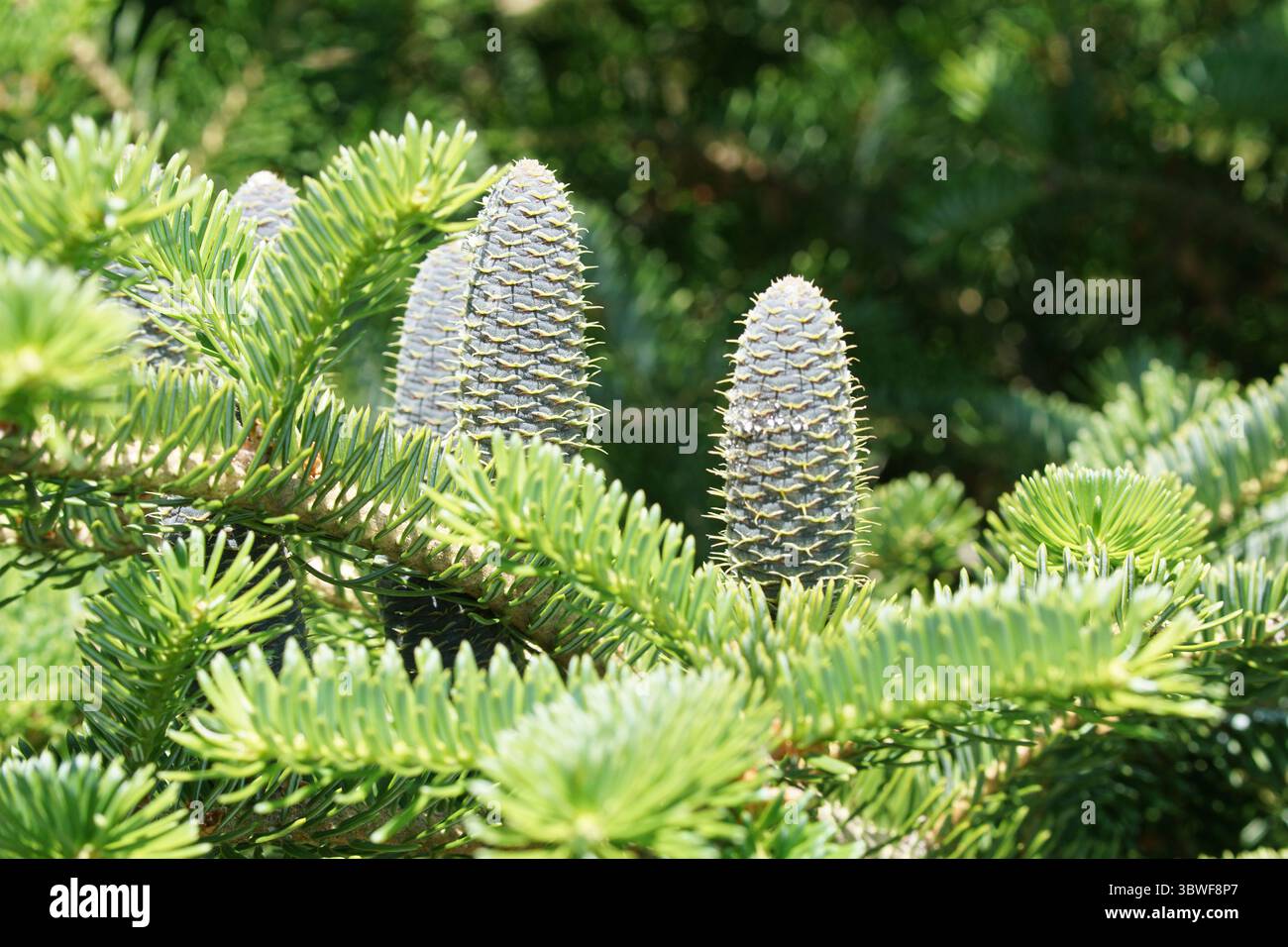 Branch of pine tree with newly formed cones Stock Photo - Alamy