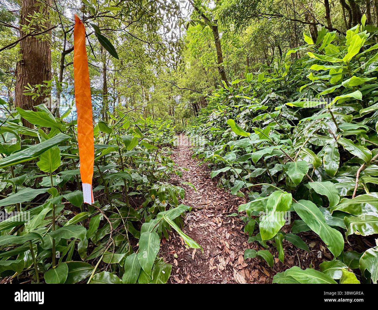 Trail running path marked through dense forest during a competition in the Azores, Portugal - Smartphone Captured Stock Image