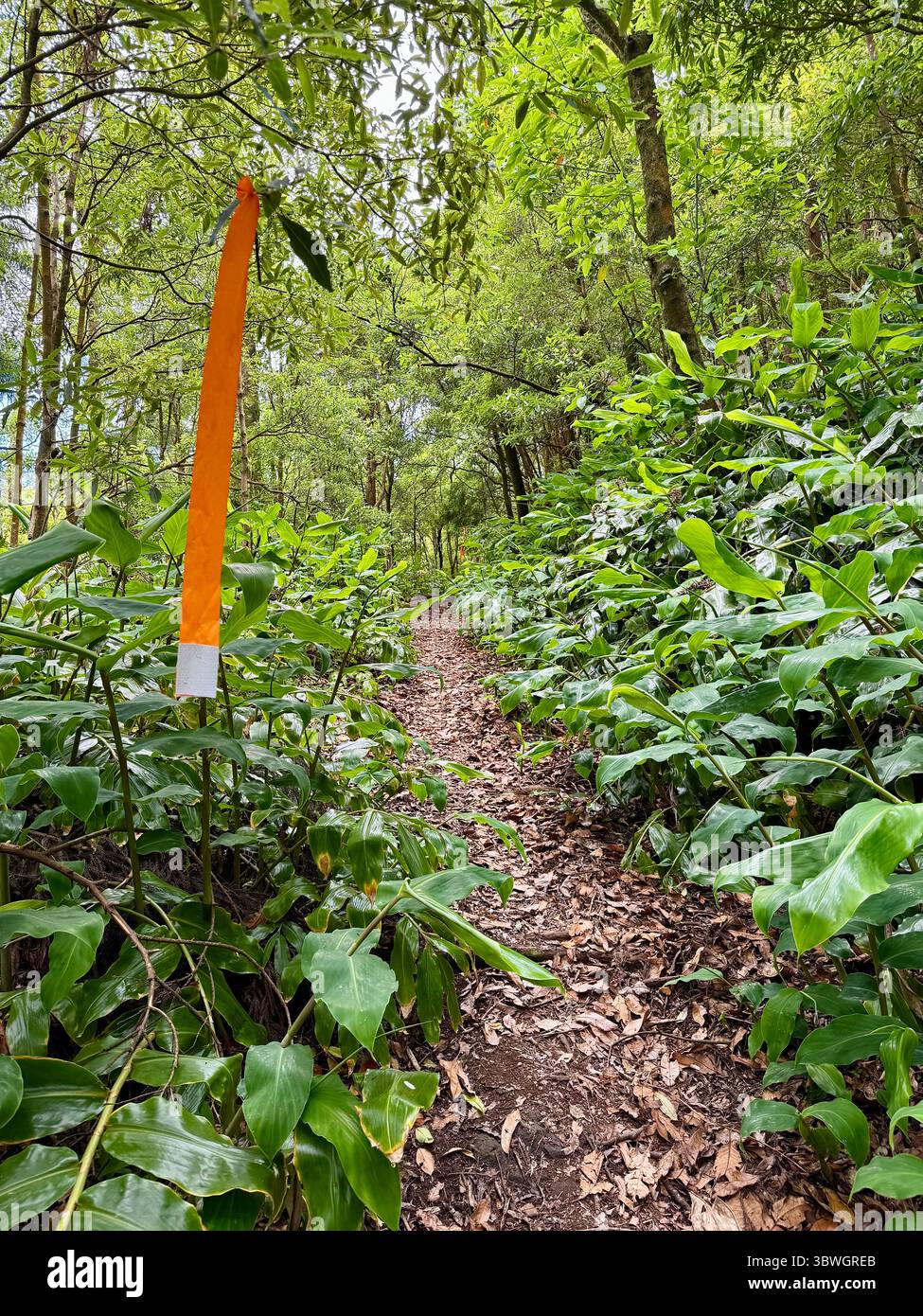 Trail running path marked through dense forest during a competition in the Azores, Portugal - Smartphone Captured Stock Image