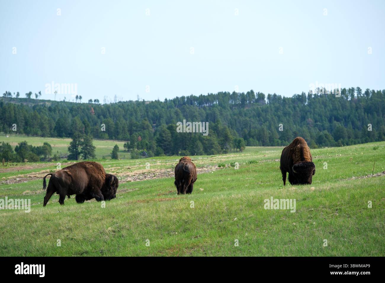 Three American bison stand together in the Black Hills of South Dakota ...