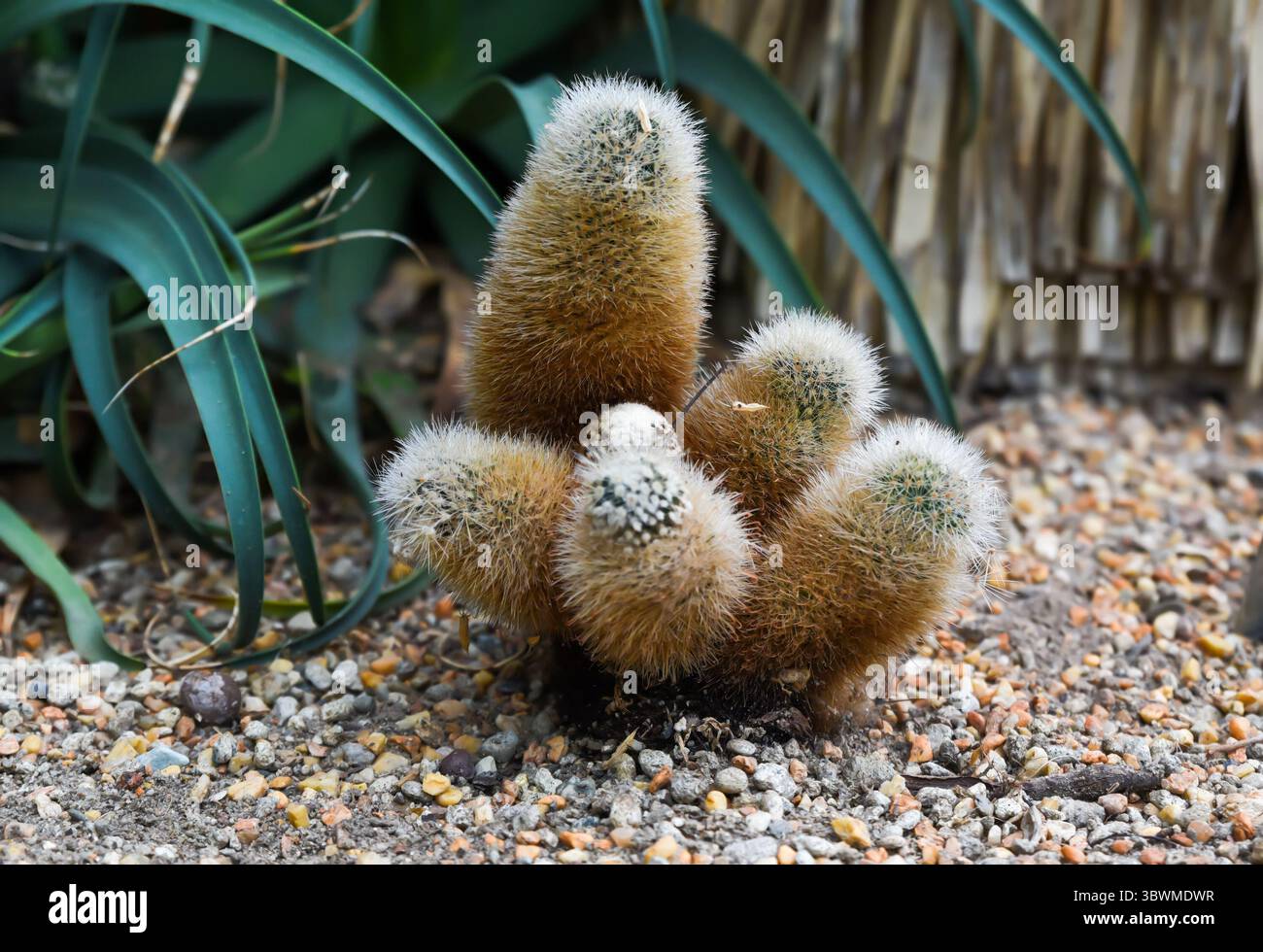 elefantenfu shop Elefantenfu (Beaucarnea recurvata) kaufen