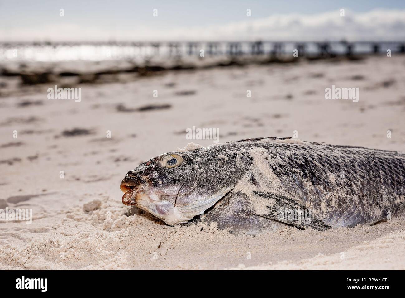 Dead fish pollution hundreds hi-res stock photography and images - Alamy, image size:1300x956