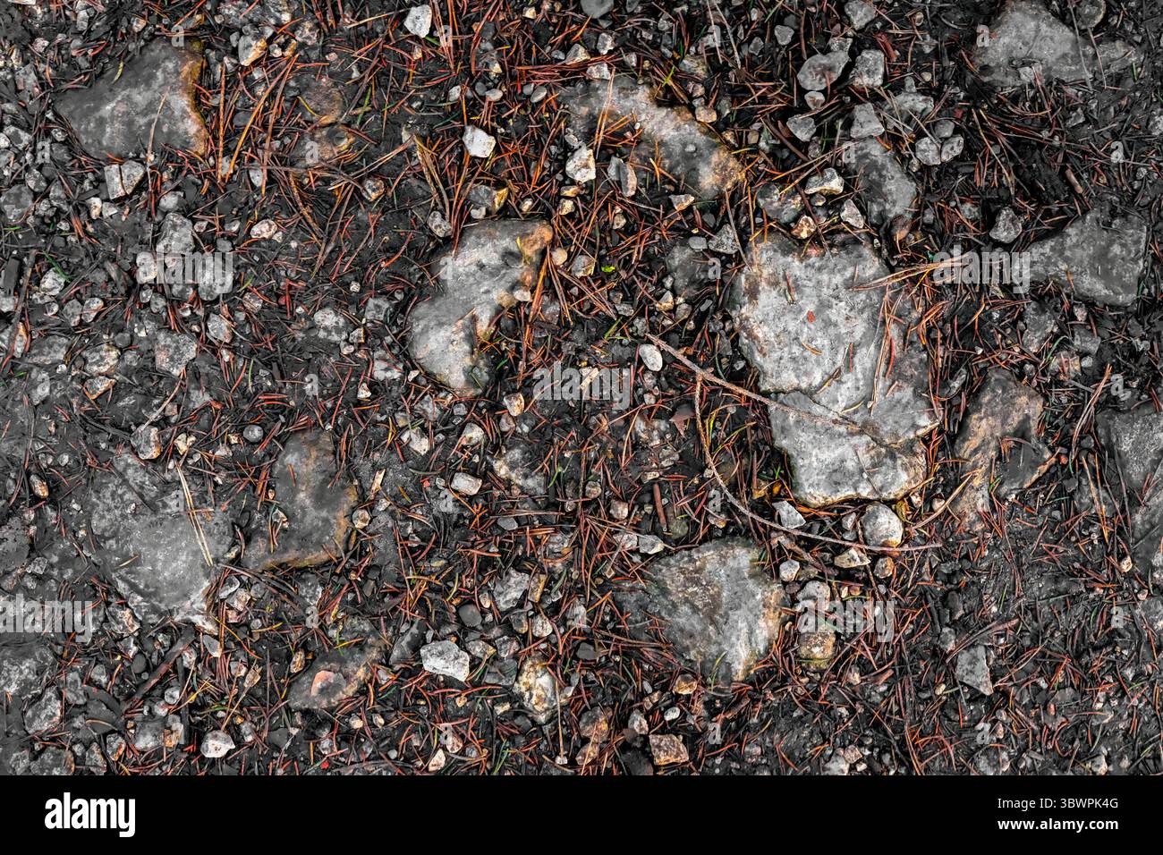 Close-up of forest ground covered with stones, pine needles, and soil. Natural texture showing a mix of organic and mineral elements. Stock Photo