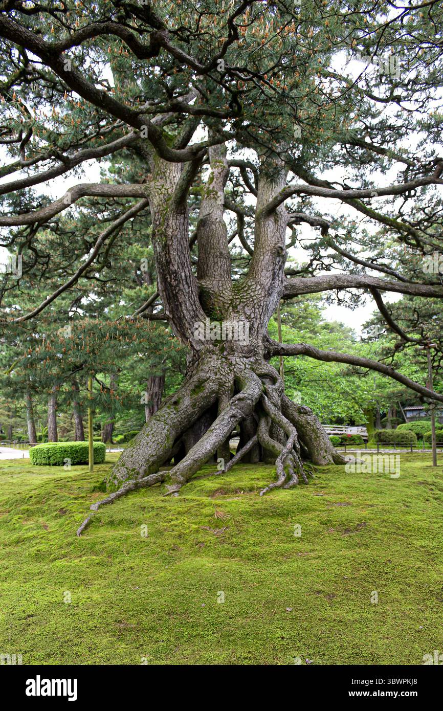 Massive pine tree with sprawling roots growing on a moss-covered hill ...