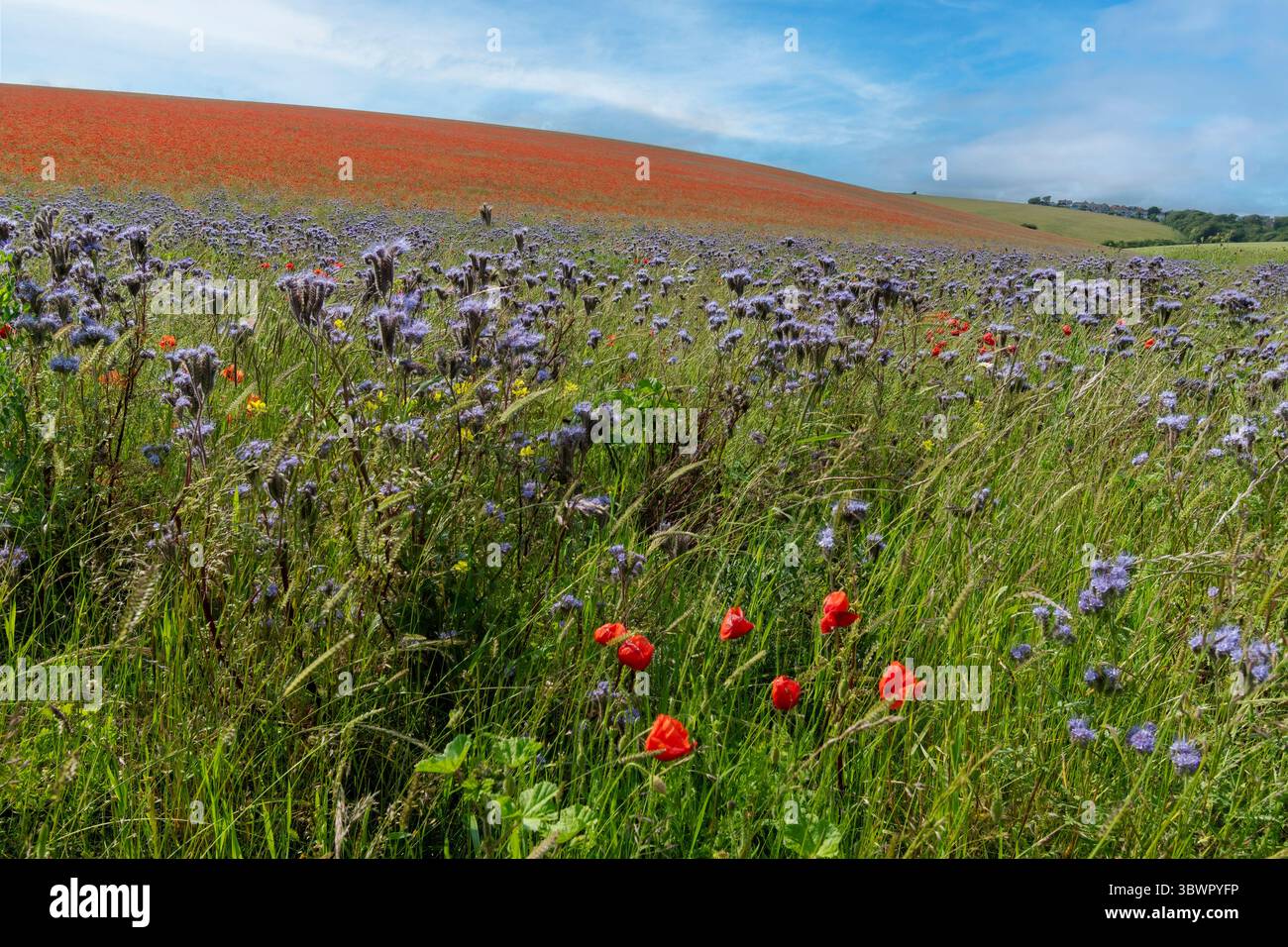 Poppies on summer meadow hi-res stock photography and images - Alamy