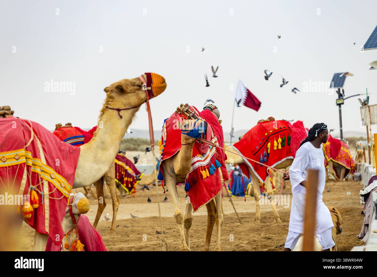 Desert Safari Camel Ride Place, Sealine Beach. Doha Qatar Stock Photo ...