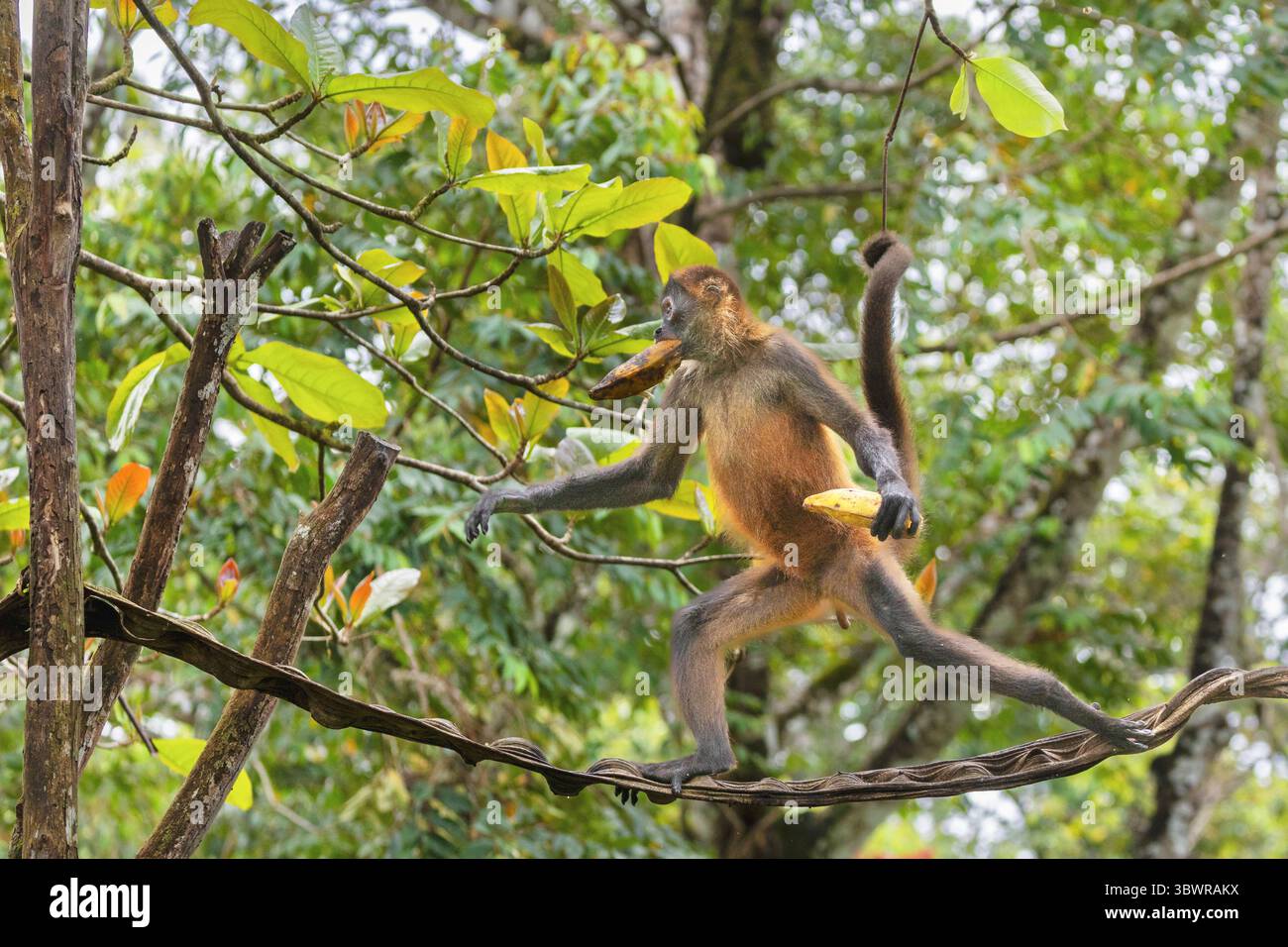 Geoffroy's spider monkey, Black-handed spider monkey, Central American ...