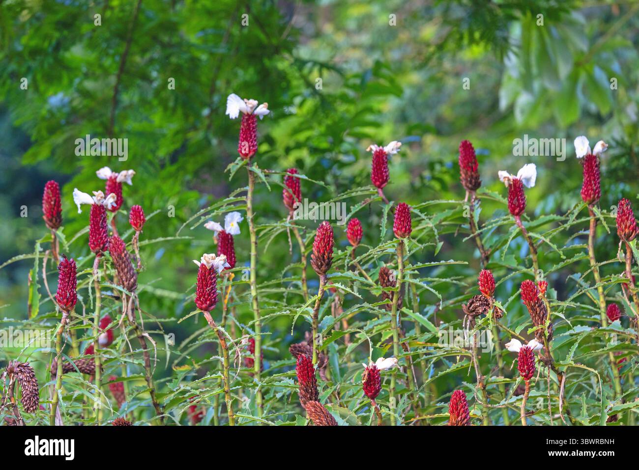 Crepe ginger, Malay ginger, Spiral ginger (Cheilocostus speciosus, Costus speciosus, Hellenia speciosa), blooming, Costa Rica, Puntarenas, Hacienda Ba Stock Photo