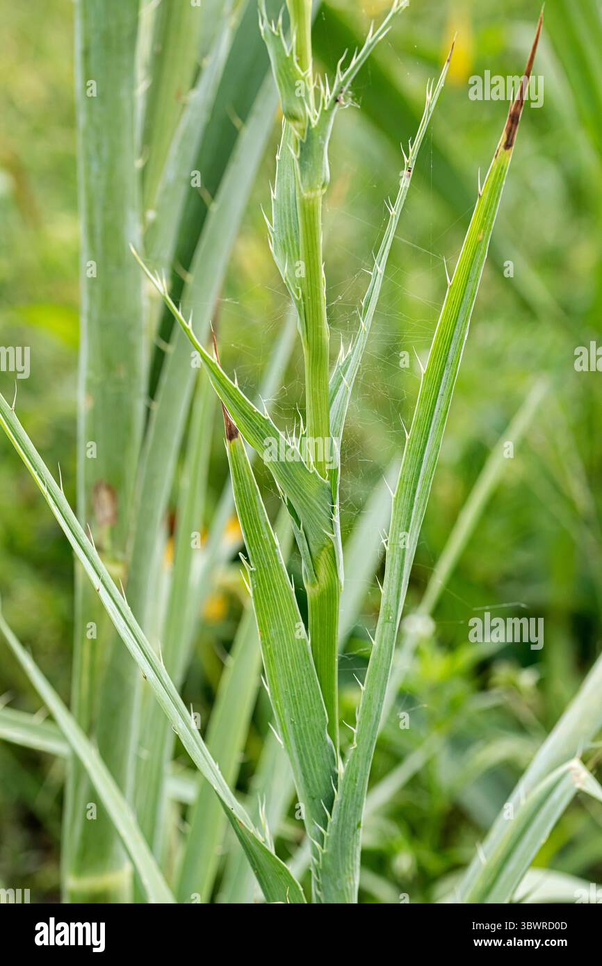 Button snakeroot, Rattlesnake master (Eryngium yuccifolium), stem und ...