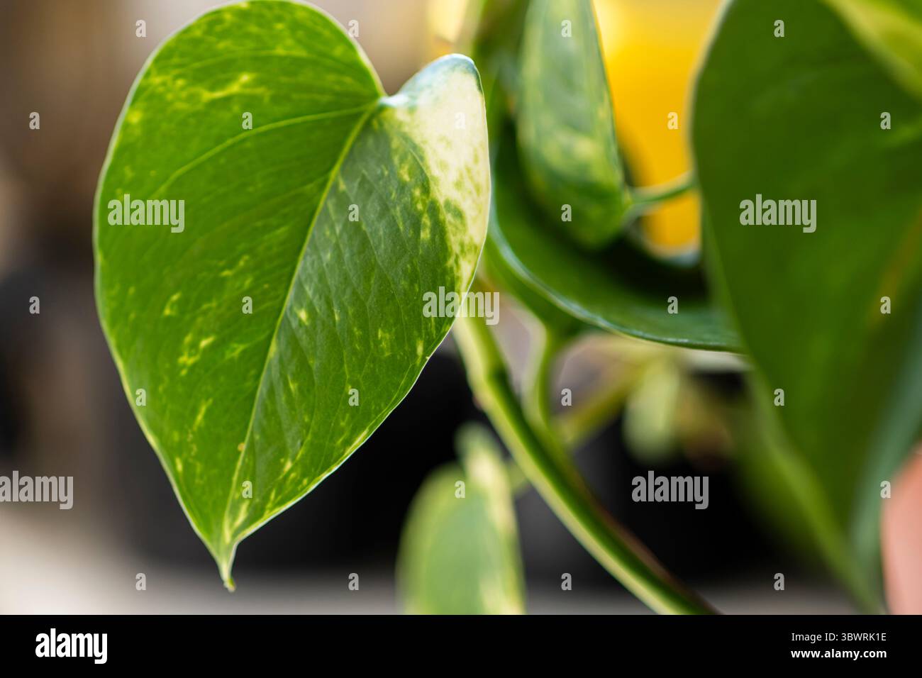 Devils ivy epipremnum aureum hi-res stock photography and images - Alamy