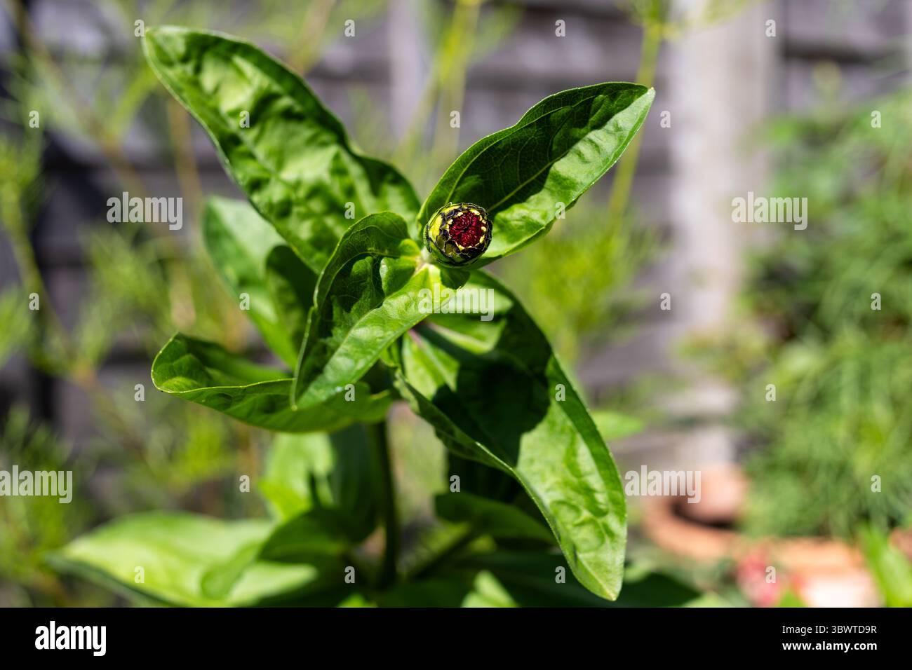 Zinnia Elegans flower bud Stock Photo