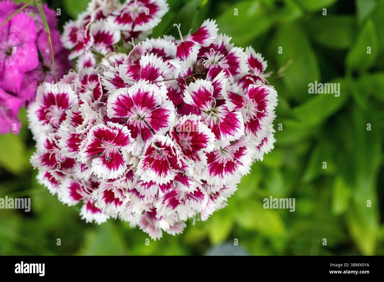 sweet william (dianthus barbatus) Stock Photo