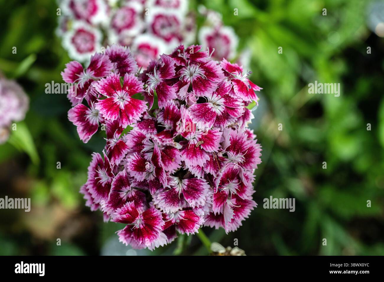 sweet william (dianthus barbatus) Stock Photo