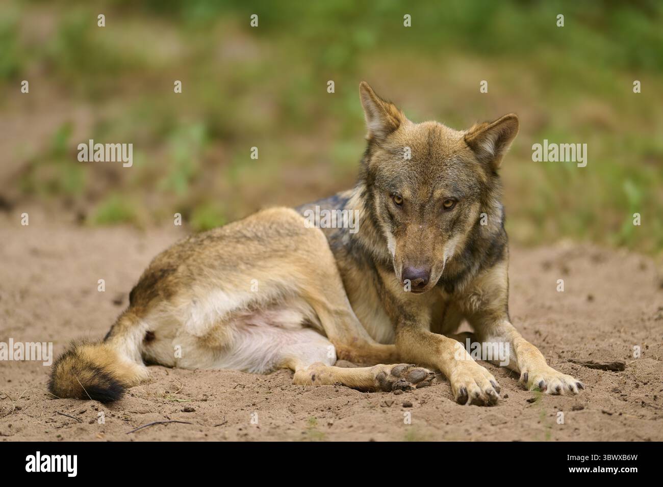 Wolf looking down hi-res stock photography and images - Alamy