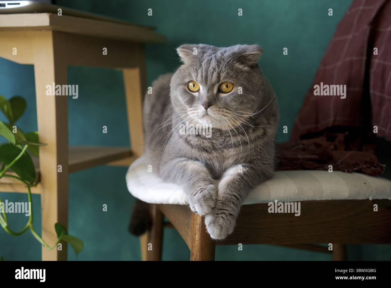 Beautiful grey cat lying on a soft chair, British Shorthair cat, adorable and funny pet against a green wall Stock Photo