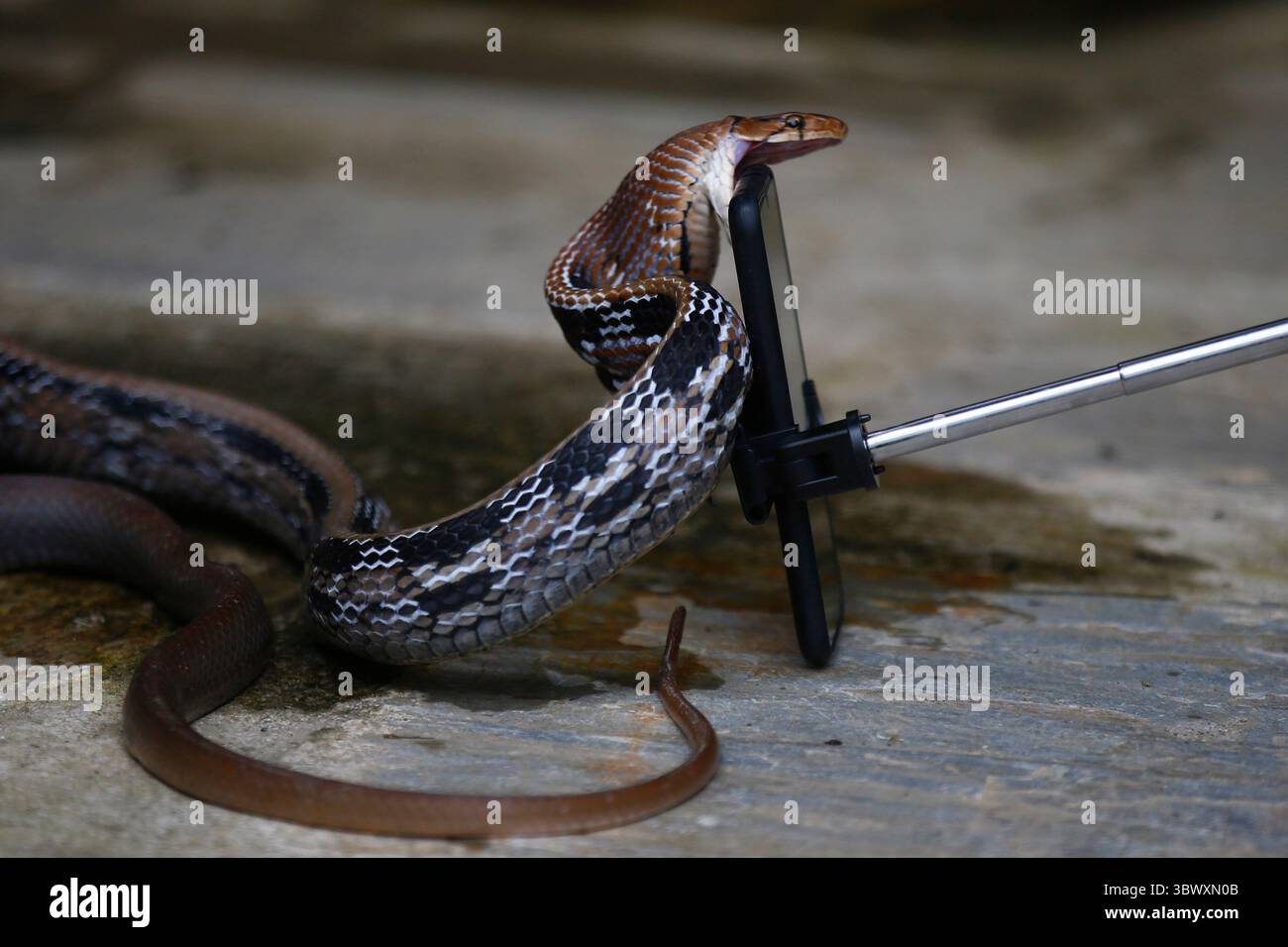 July 27, 2021, Kathmandu, Nepal: A rescued copper headed trinket snake ...