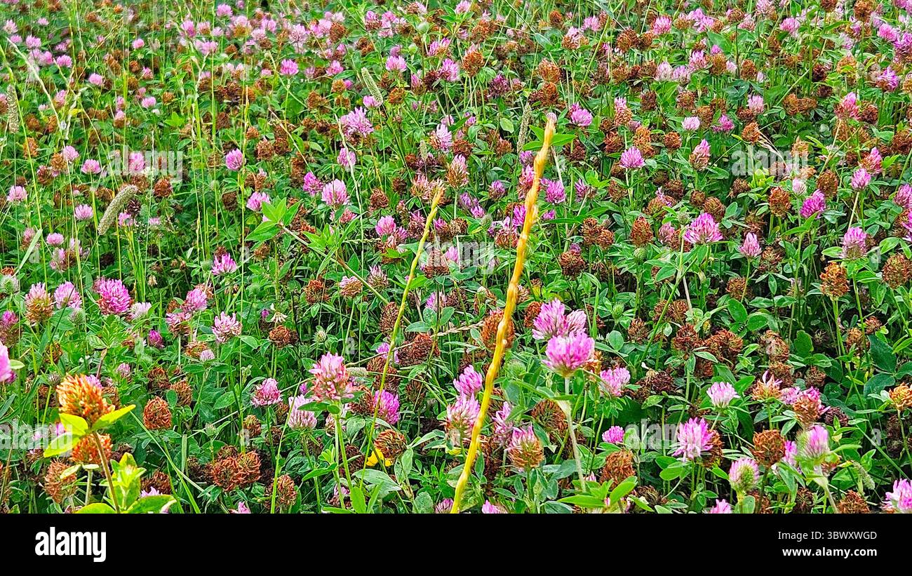 Field of Blooming Pink Clovers in Summer Meadow - Smartphone Captured Stock Image