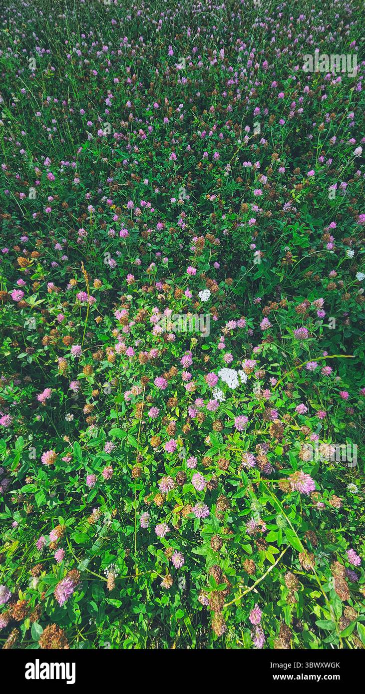 Field of Blooming Pink Clovers in Summer Meadow - Smartphone Captured Stock Image