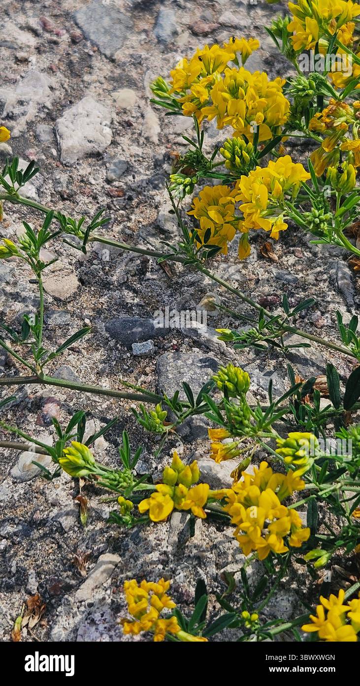 Yellow Wildflowers Growing in Rocky Soil - Smartphone Captured Stock Image