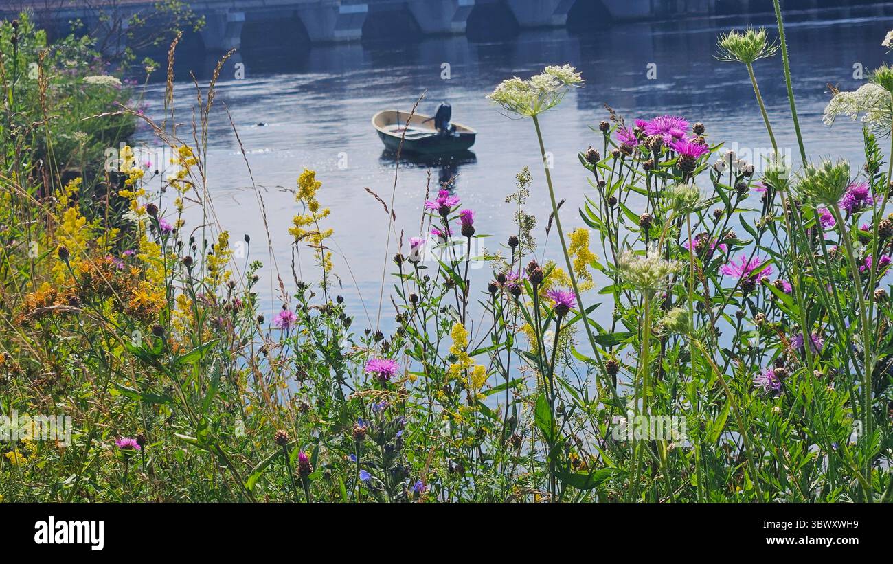 Wildflowers by River with Boat in Background - Smartphone Captured Stock Image