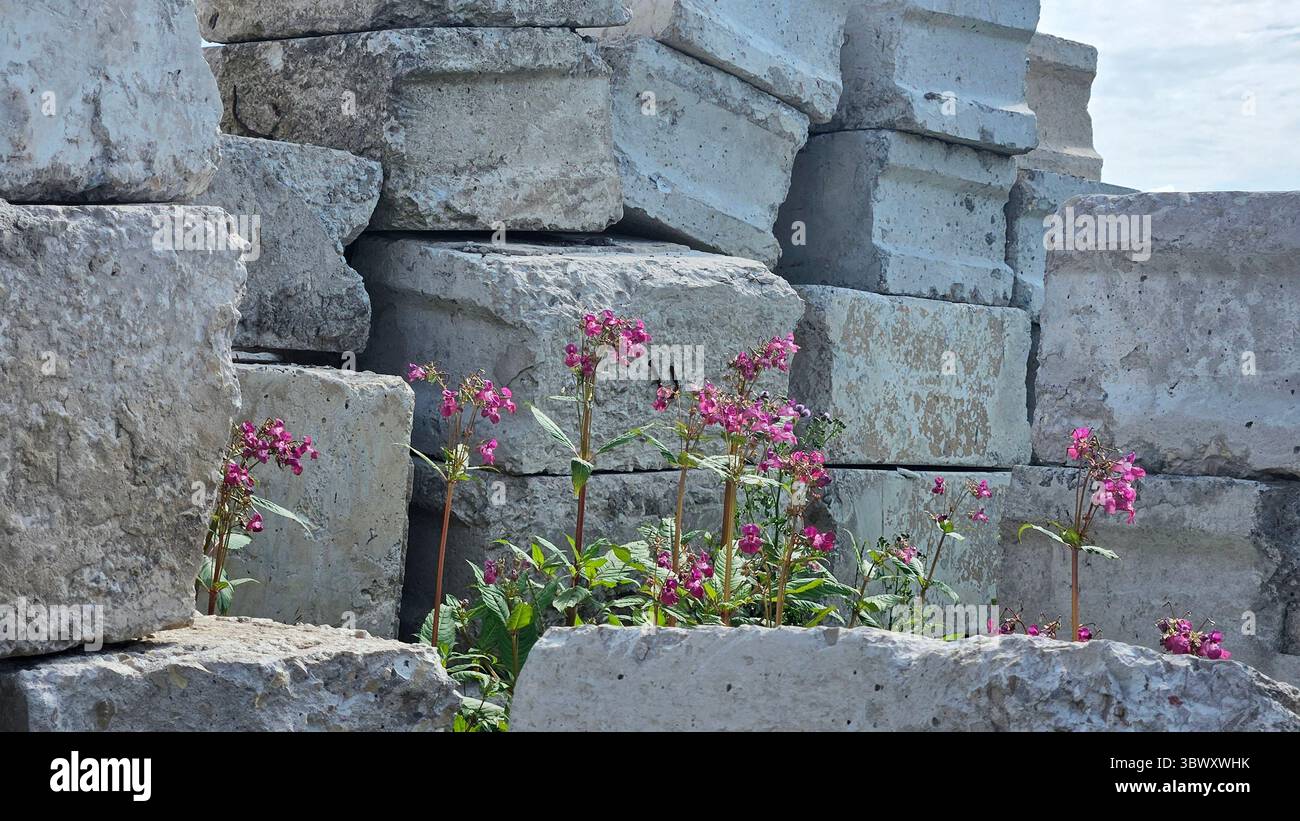Pink Wildflowers Growing Among Stone Blocks - Smartphone Captured Stock Image