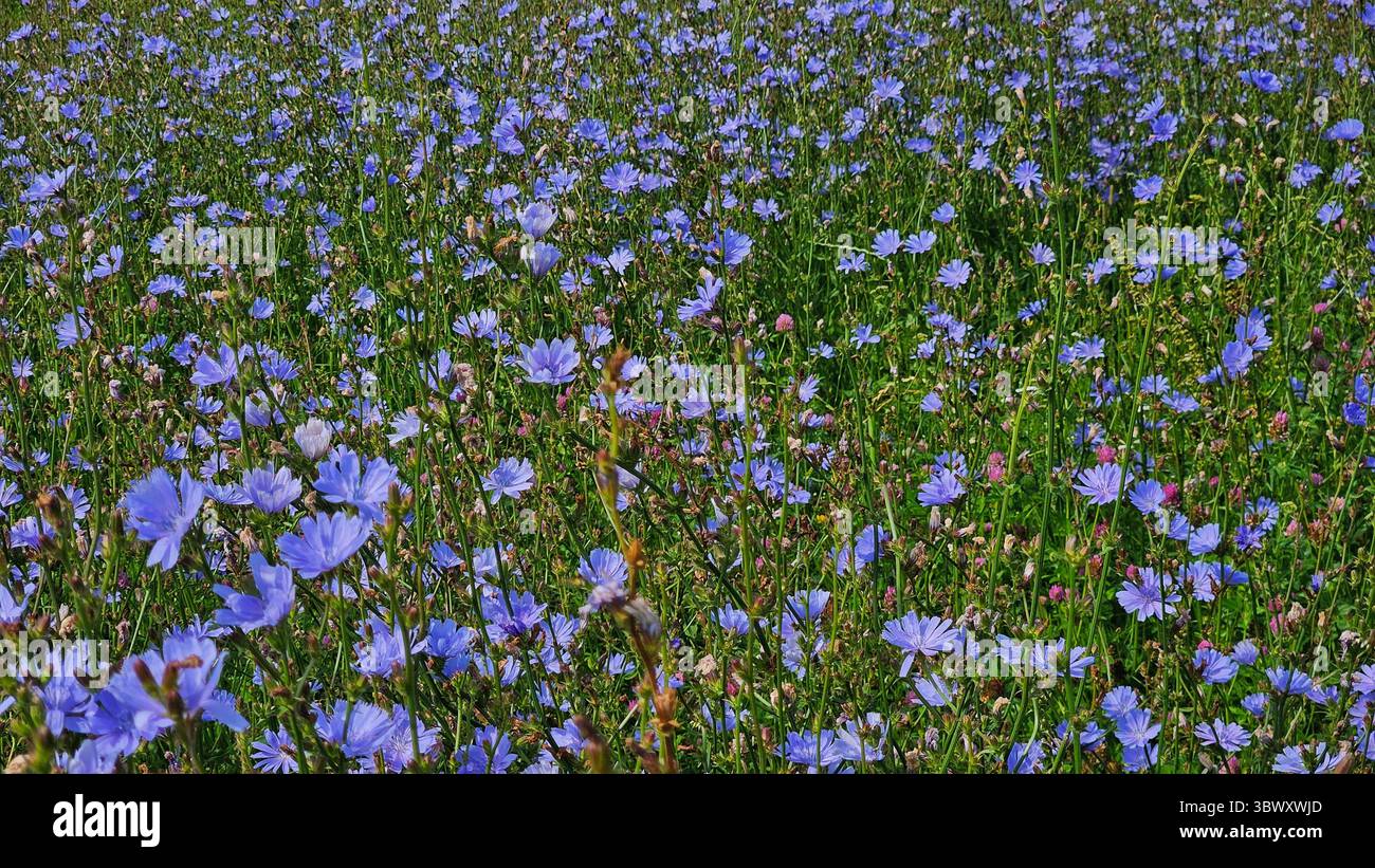 Wild Chicory Flowers in Bloom – Summer Meadow Scene - Smartphone Captured Stock Image