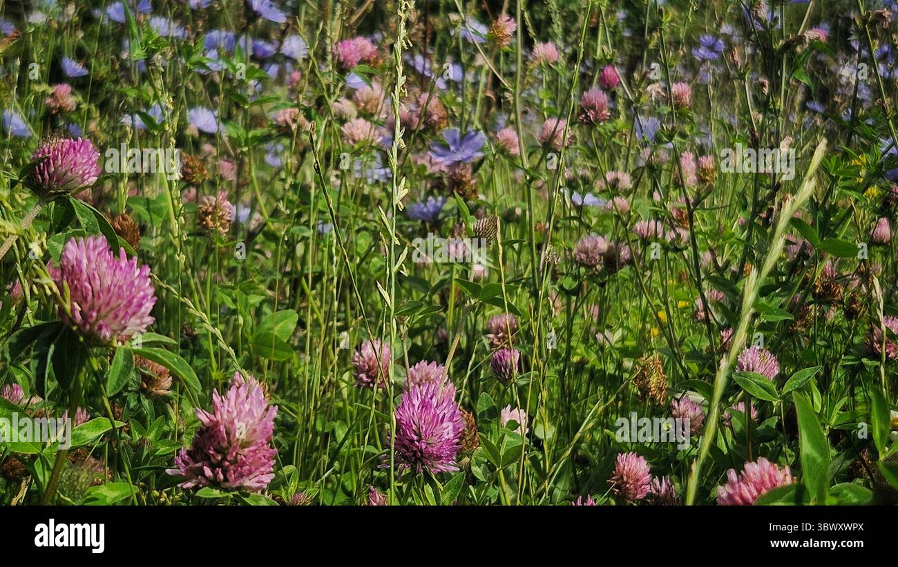 Field of Blooming Pink Clovers and Blue Wild Chicory in Summer Meadow - Smartphone Captured Stock Image