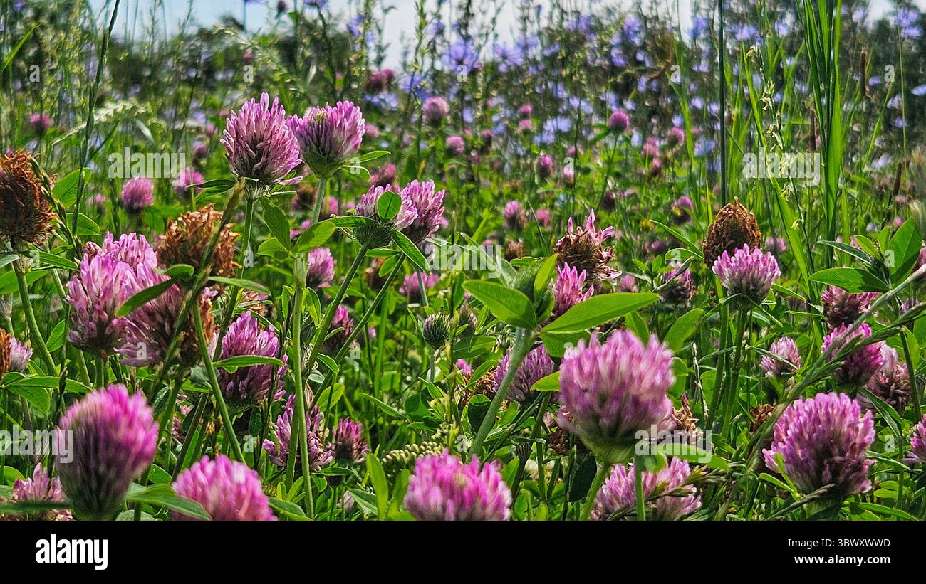 Field of Blooming Pink Clovers and Blue Wild Chicory in Summer Meadow - Smartphone Captured Stock Image