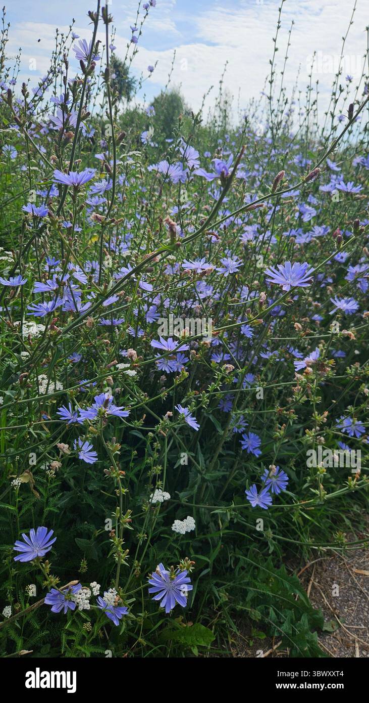 Wild Chicory Flowers in Bloom – Summer Meadow Scene - Smartphone Captured Stock Image