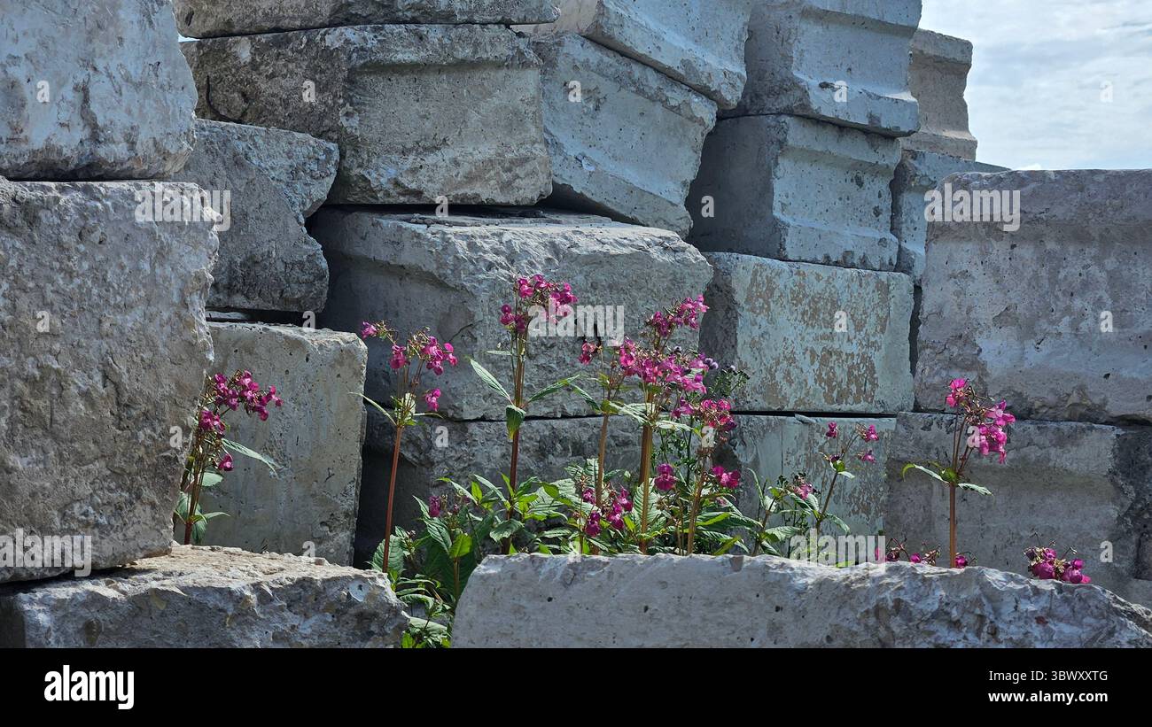 Pink Wildflowers Growing Among Stone Blocks - Smartphone Captured Stock Image